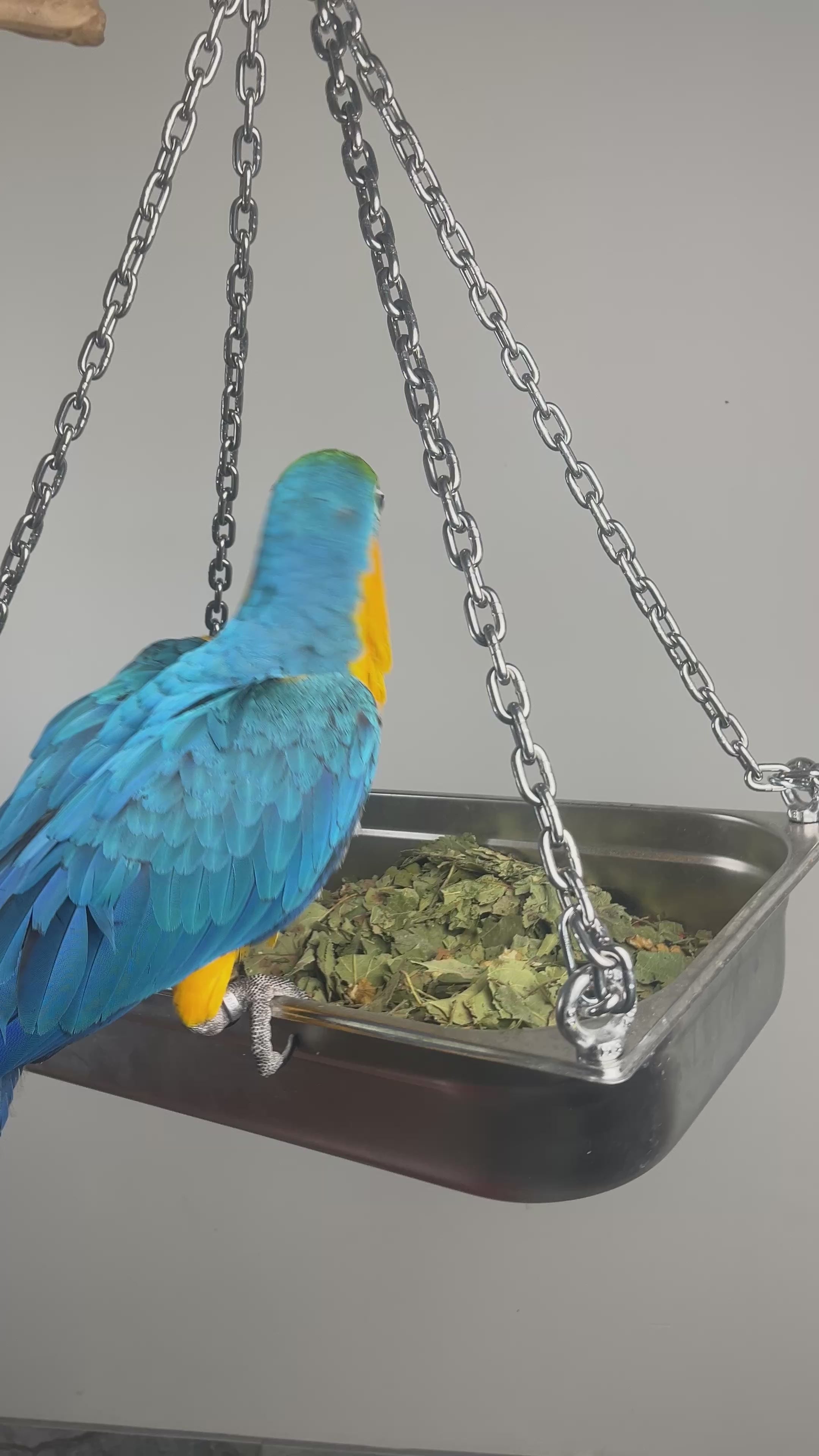 Foerageerschaal 100% RVS