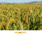 Back Zoo Nature Millet Setaria Italica 50 Gr