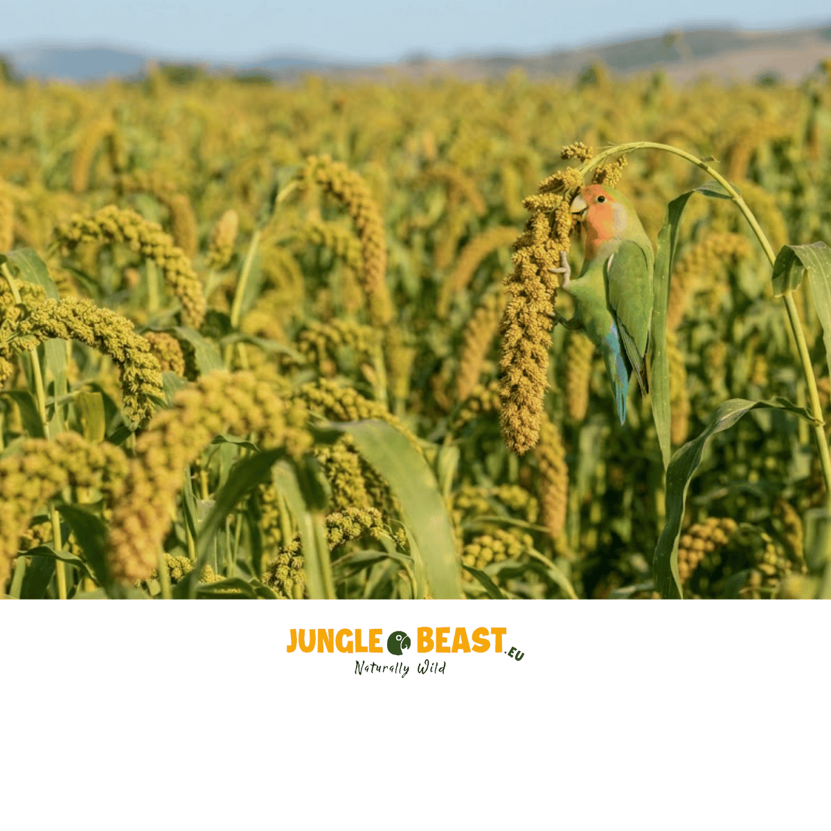 Back Zoo Nature Millet Setaria Italica 50 Gr