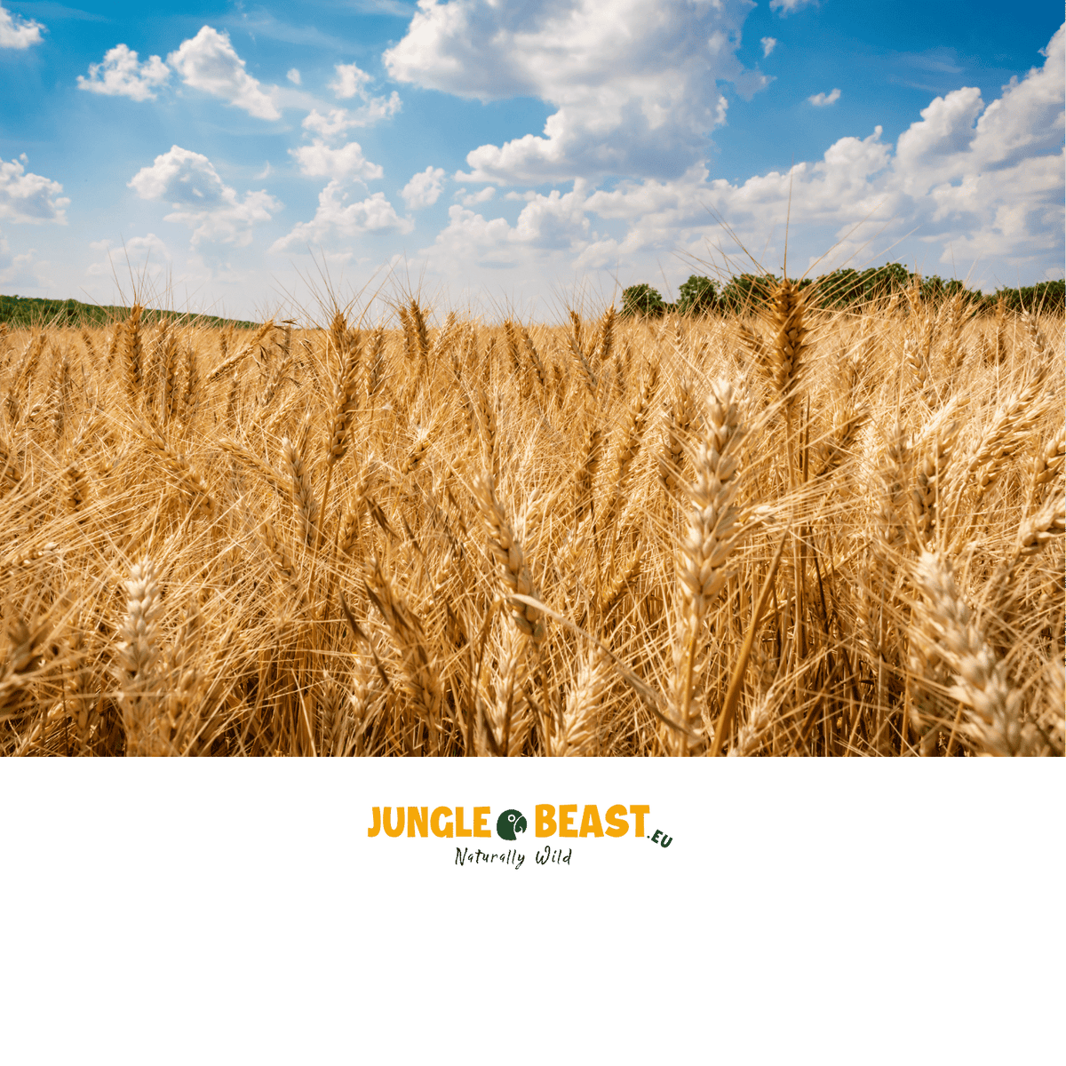 Back Zoo Nature Millet Tarwe 50 Gr