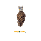 dennenappels papegaai