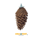 Back Zoo Nature Foraging Pine Cone 15-20 Cm