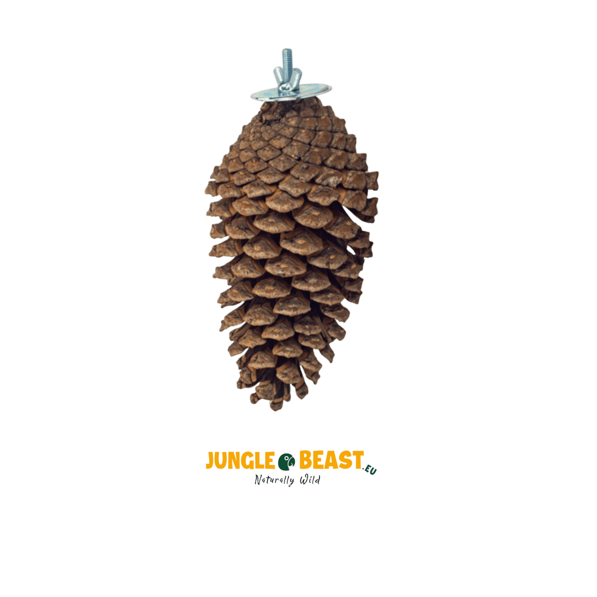 Back Zoo Nature Foraging Pine Cone 15-20 Cm